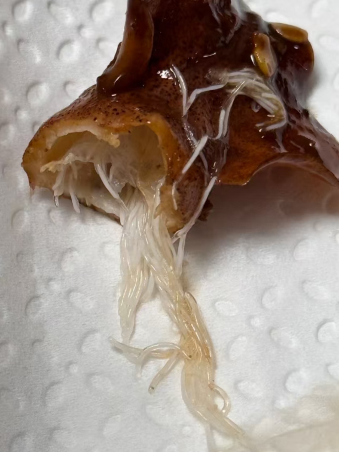 突然感觉好恶心!老铁们你们知道这是什么吗?