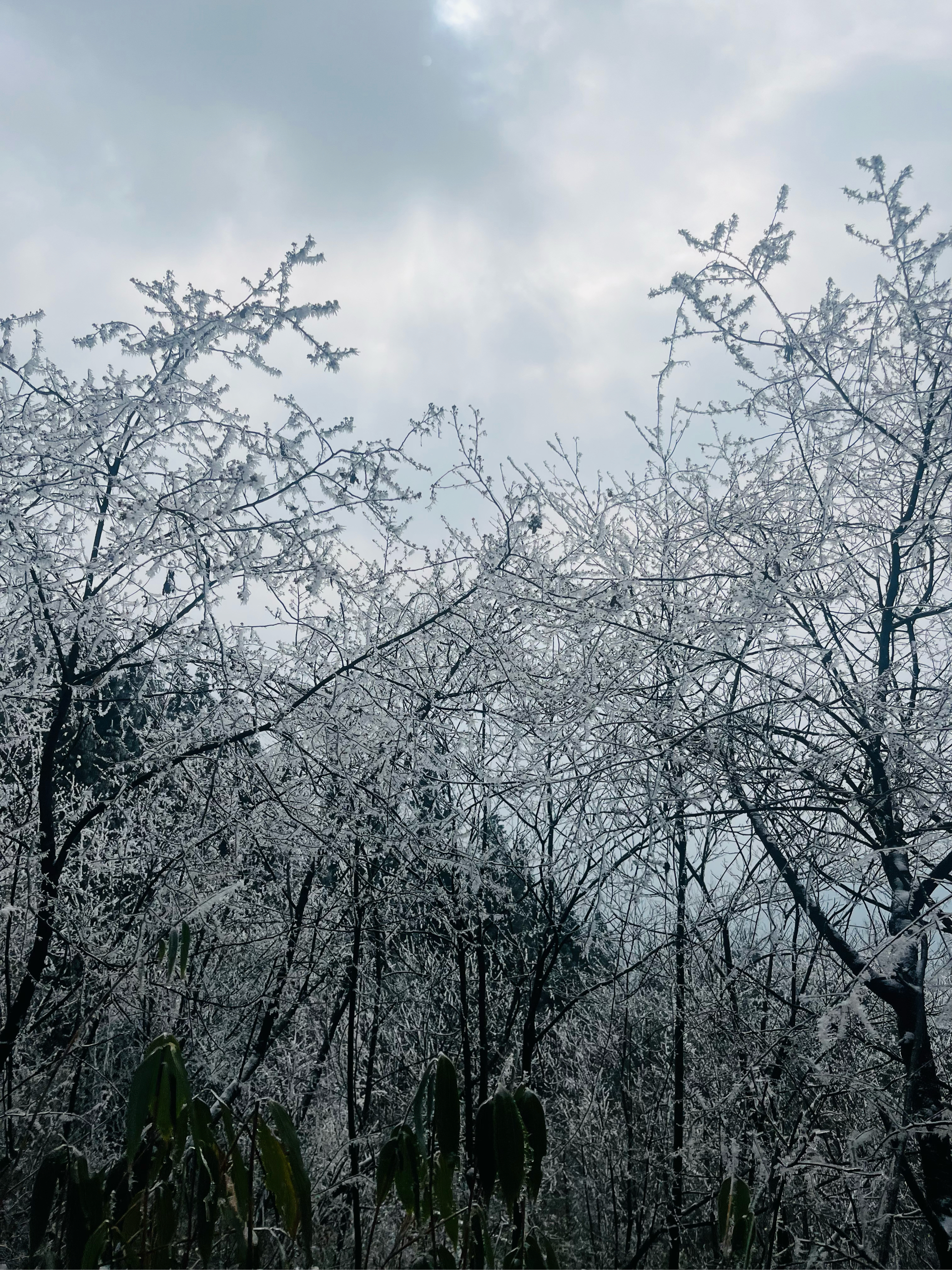 高山晶莹雪图片