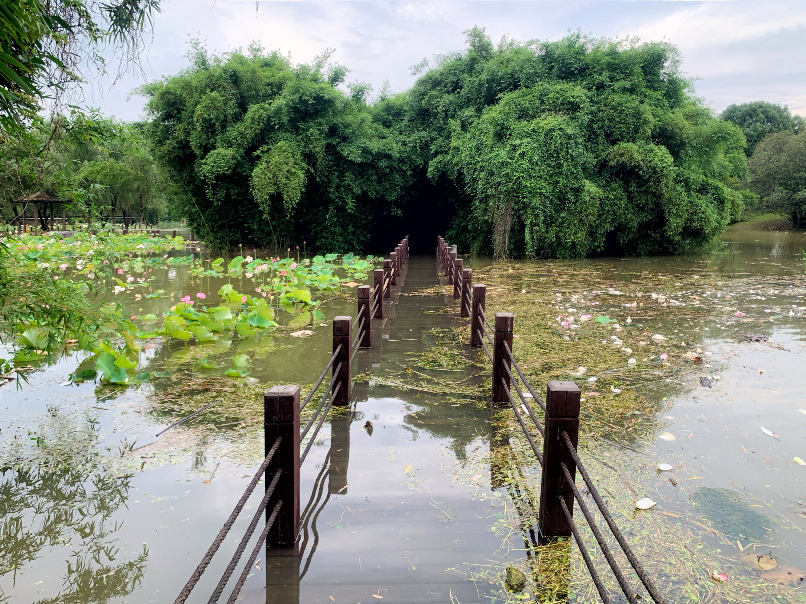 渔舟湾湿地公园图片