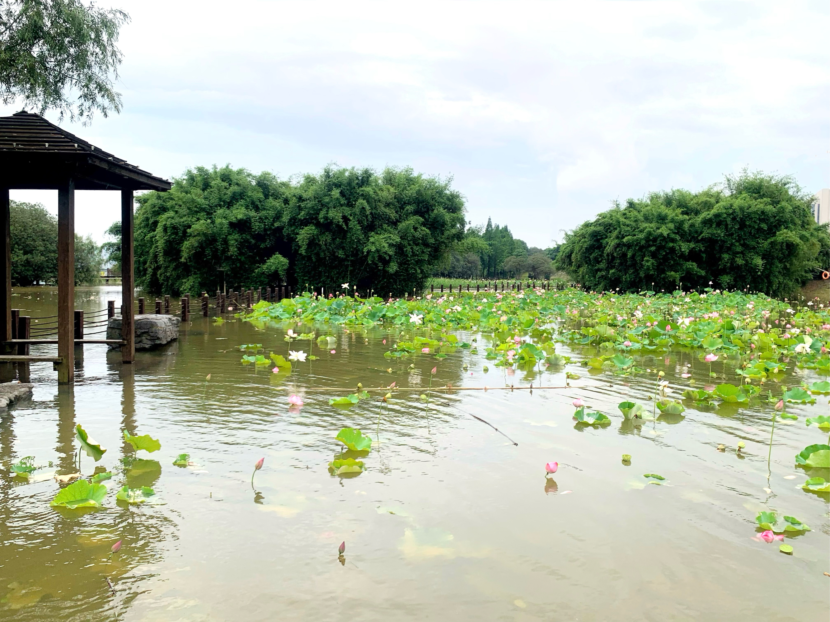 渔舟湾湿地公园图片