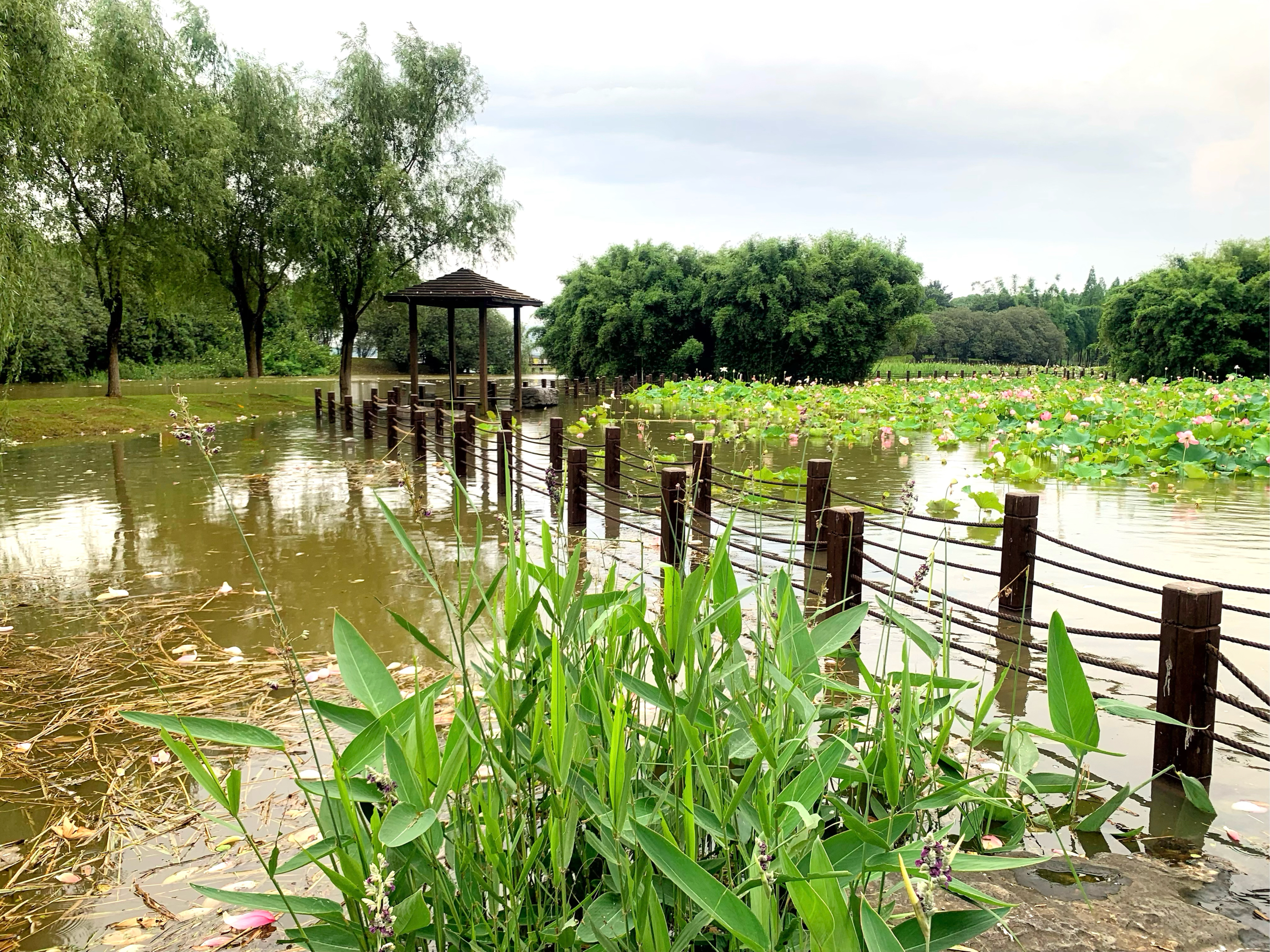 渔舟湾湿地公园图片