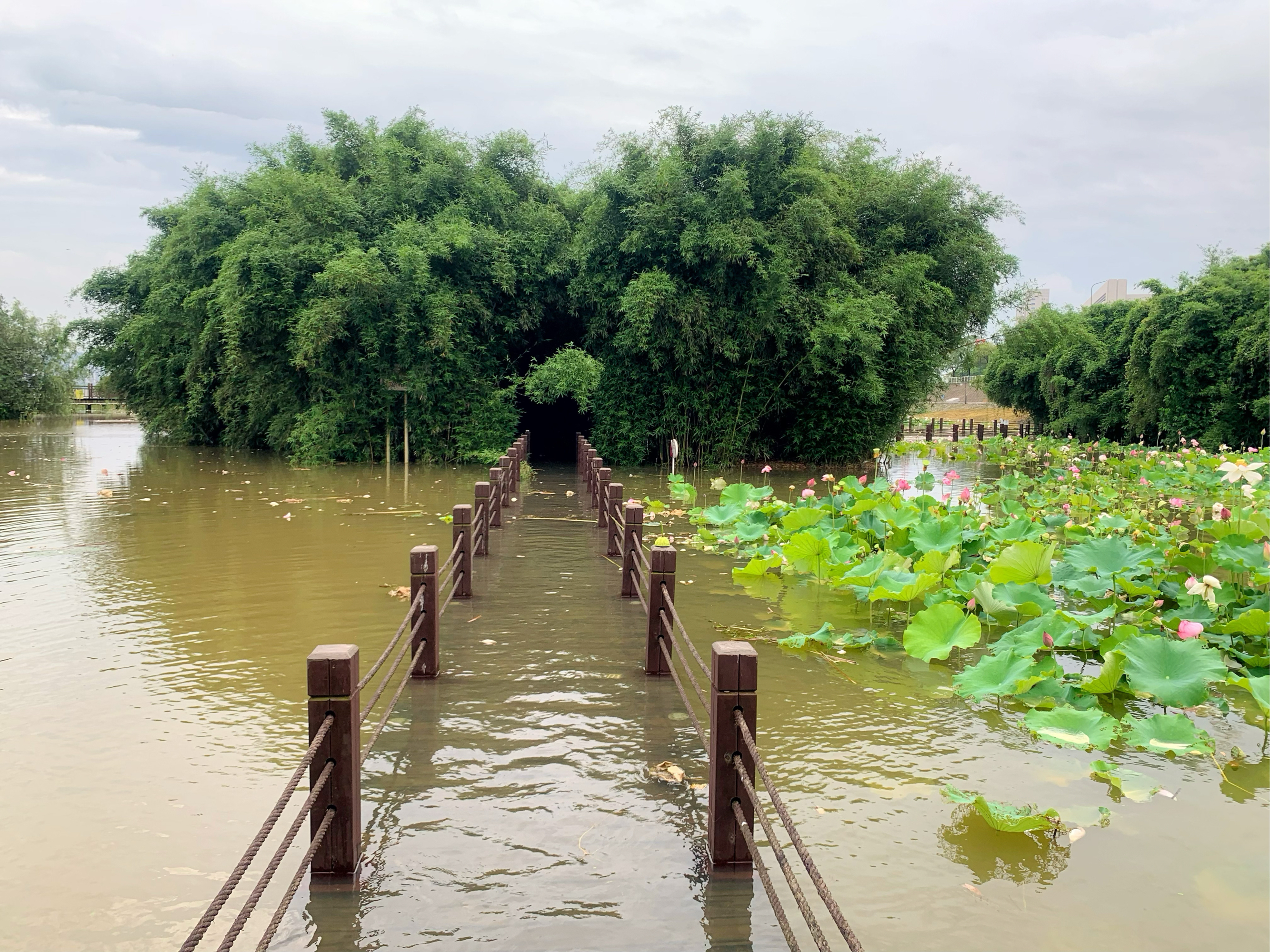 渔舟湾湿地公园图片