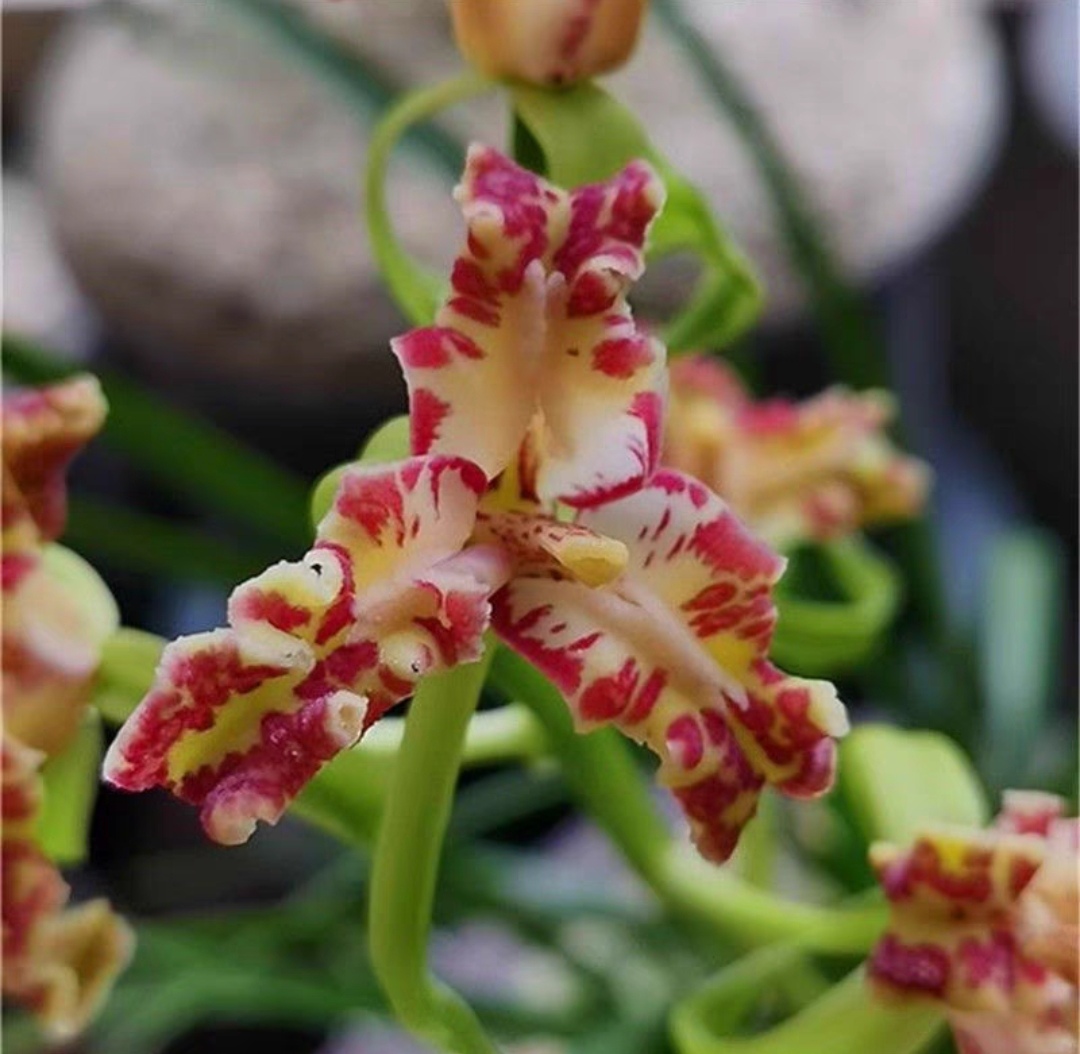 爱不释手的蕙兰卢氏蕊蝶,还是浓香型的,开得太漂亮了.