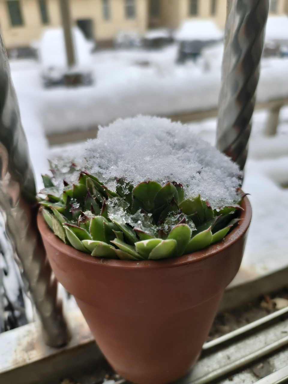 7615冬日里的绿色奇迹,小植物在雪中独自绽放97  在这白雪皑皑