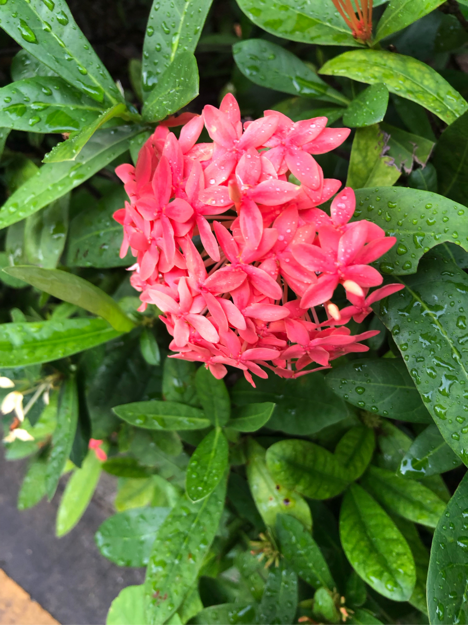 太阳当空照,花儿对我笑#三农