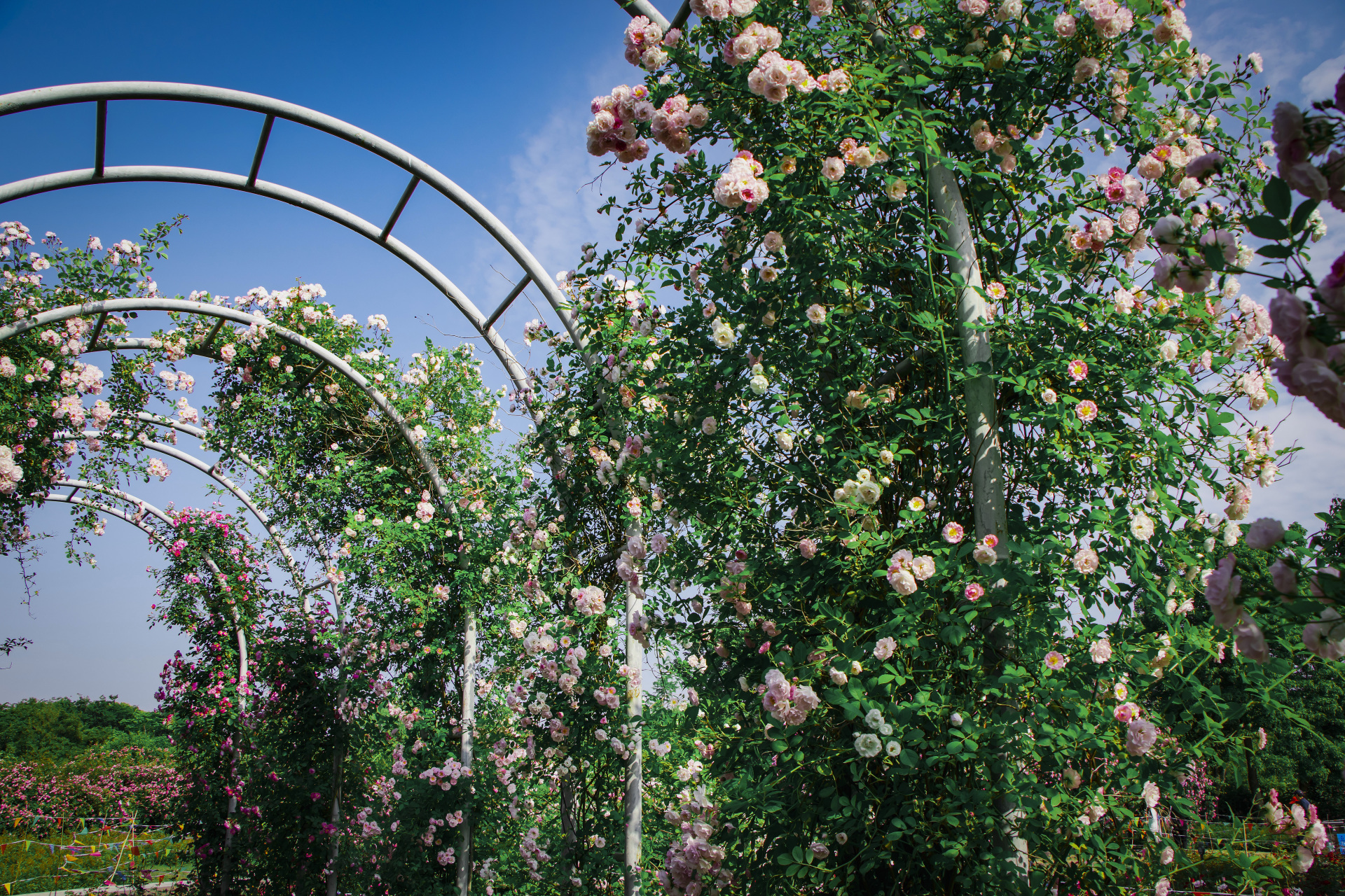 尚贤河玫瑰园占地面积不大,但布局非常合理,配以湿地和景观显得无比