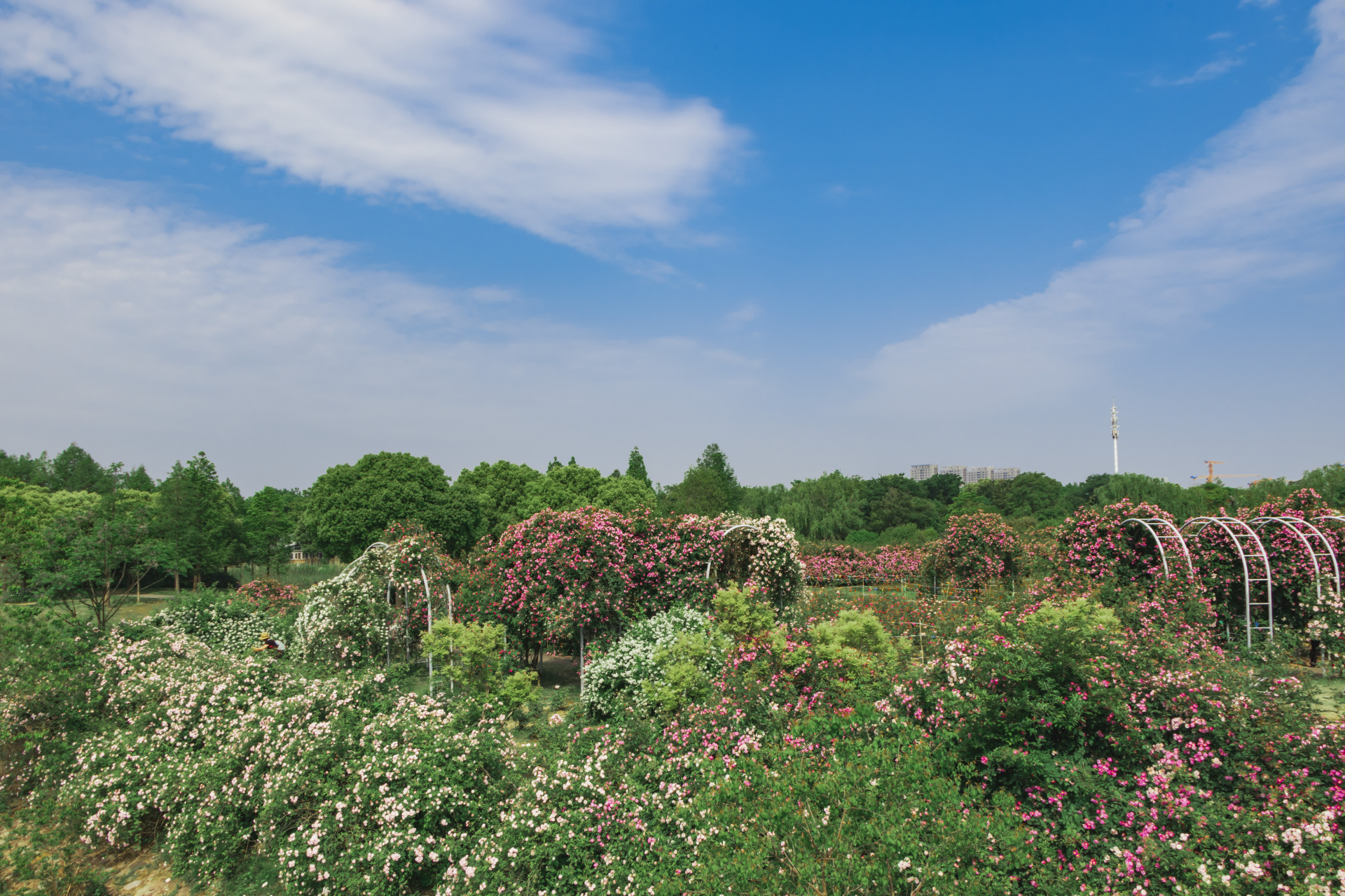 尚贤河玫瑰园占地面积不大,但布局非常合理,配以湿地和景观显得无比