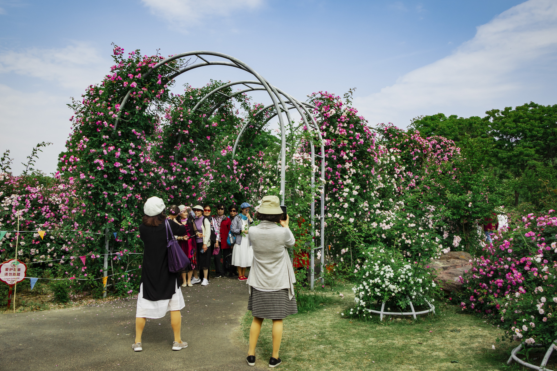 尚贤河玫瑰园占地面积不大,但布局非常合理,配以湿地和景观显得无比