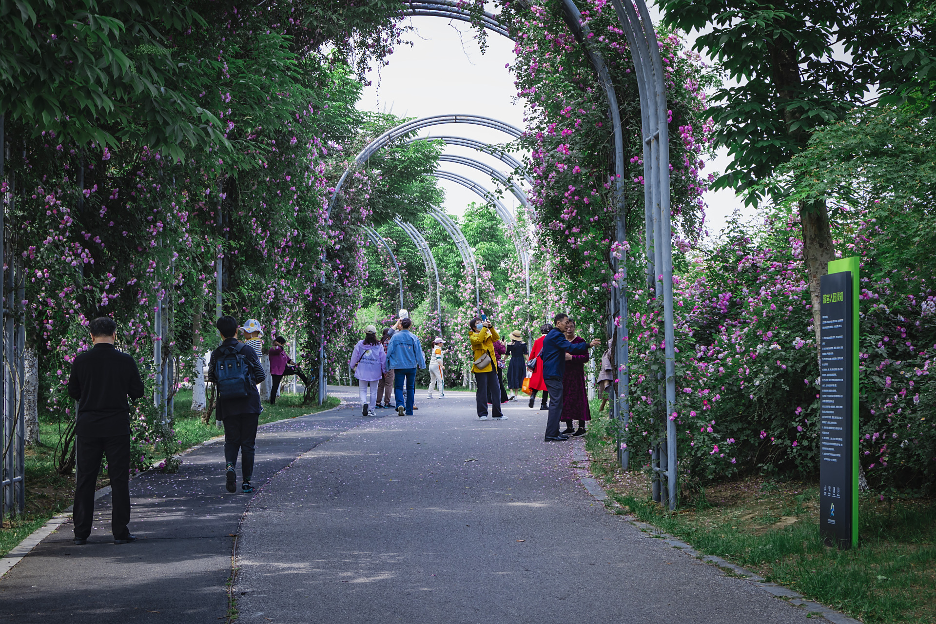 尚贤河玫瑰园占地面积不大,但布局非常合理,配以湿地和景观显得无比