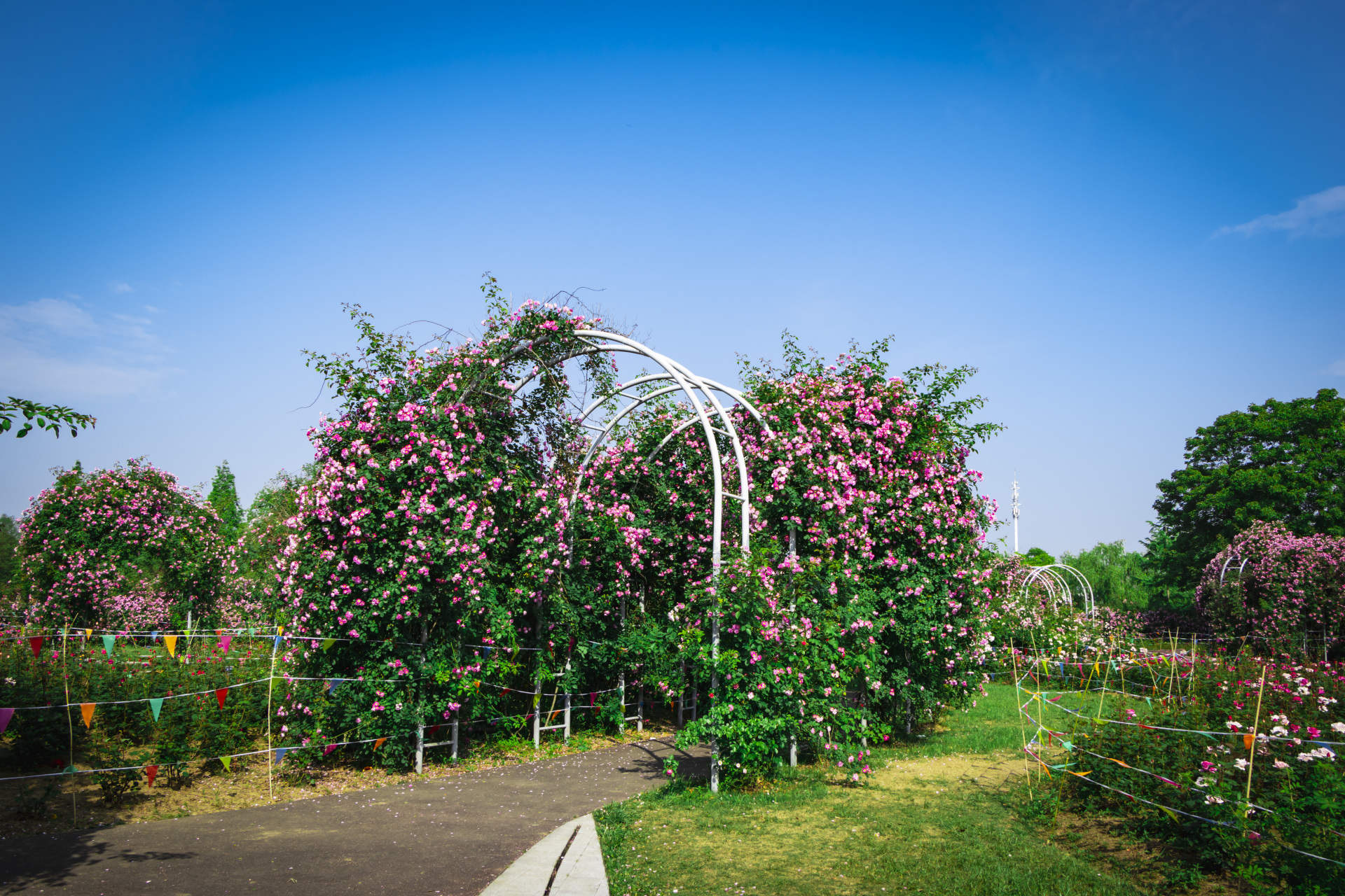 尚贤河玫瑰园占地面积不大,但布局非常合理,配以湿地和景观显得无比