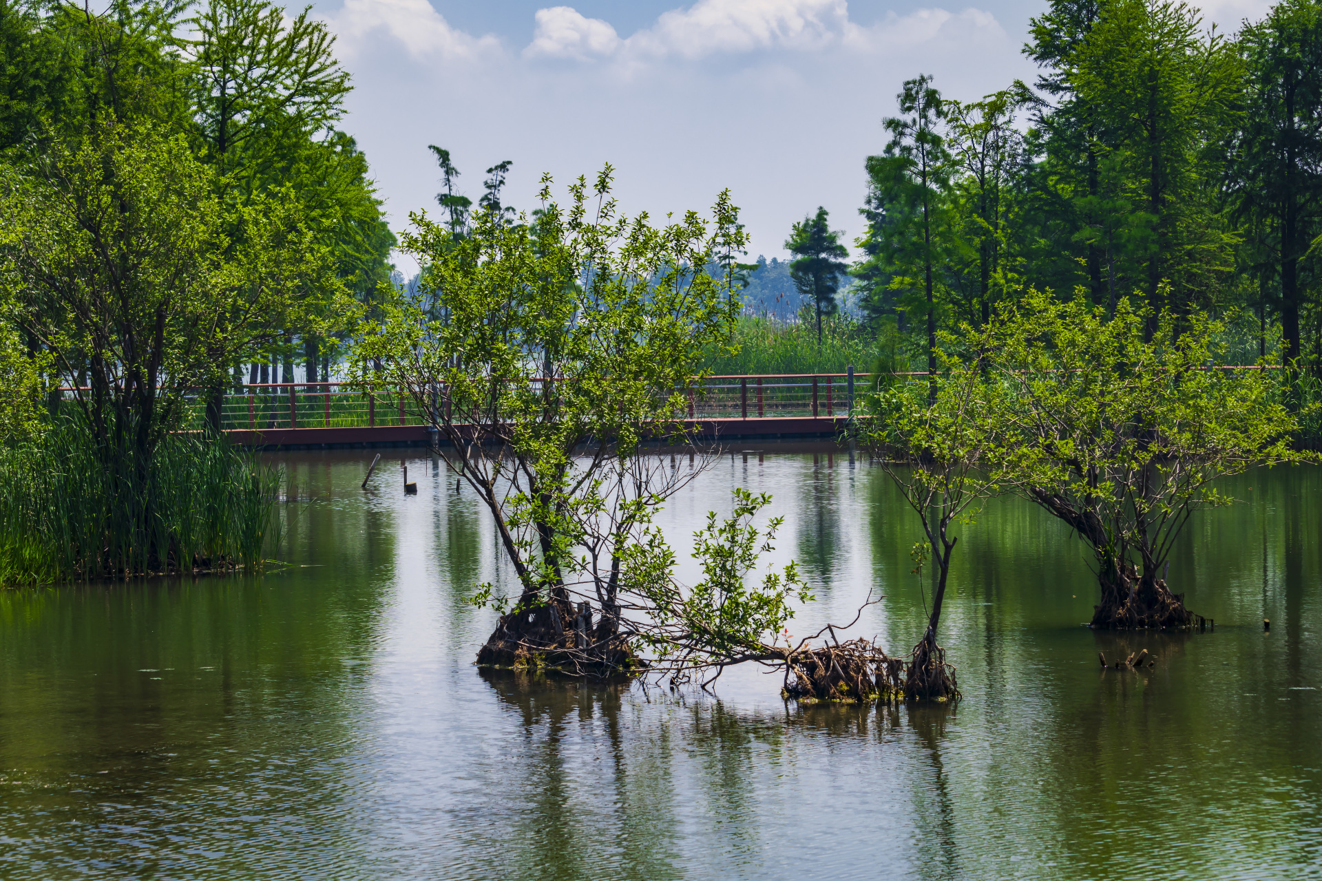 贡湖湾湿地公园图片图片