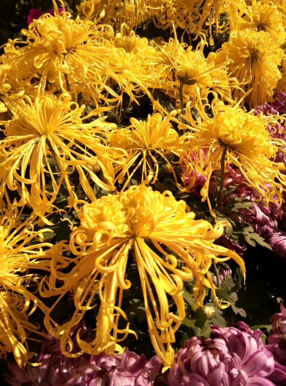 "菊绽枫秋写诗会" 文/月秀 《山花子》菊～李璟体.