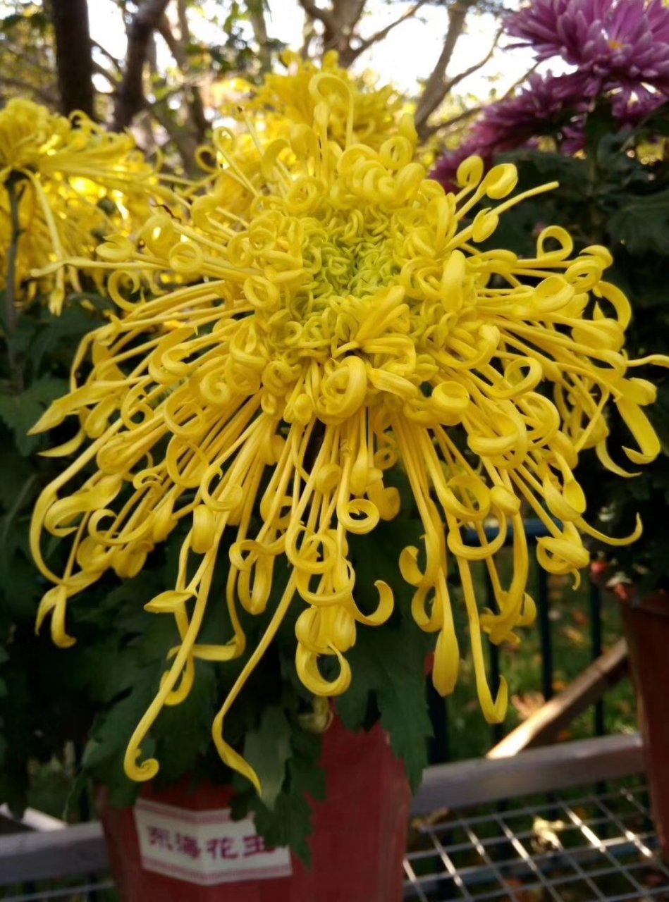 《山花子》菊～李璟体. 巧点胭脂晕女华 婆娑酥瓣卷朝霞.