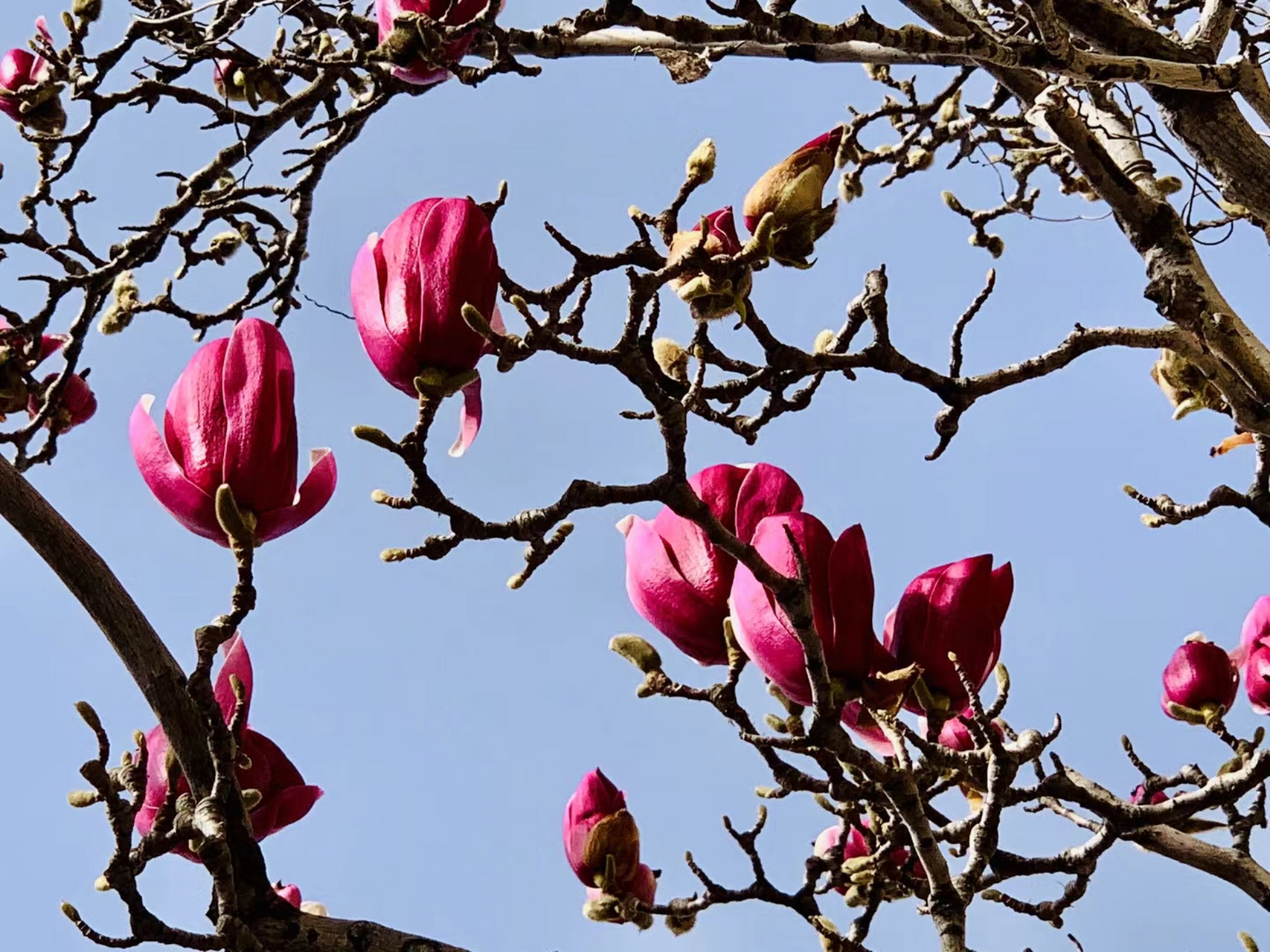 记录生活#辛夷花树 又名望春花,木兰,紫玉兰.落叶灌木,高三到四米.