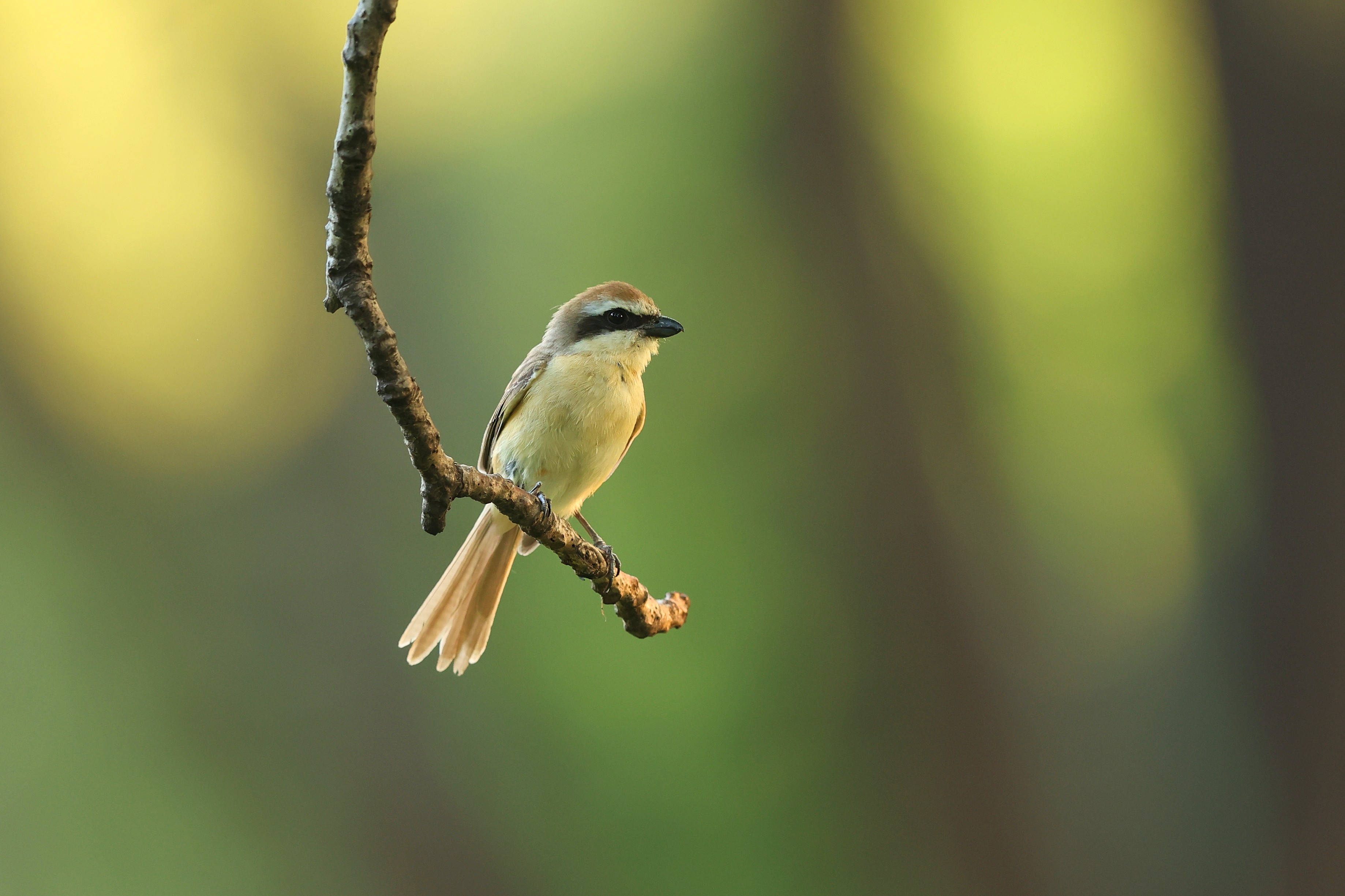 这是一对红尾伯劳,没有尾巴的是雌鸟,这对红尾伯劳在居民区的树上筑巢