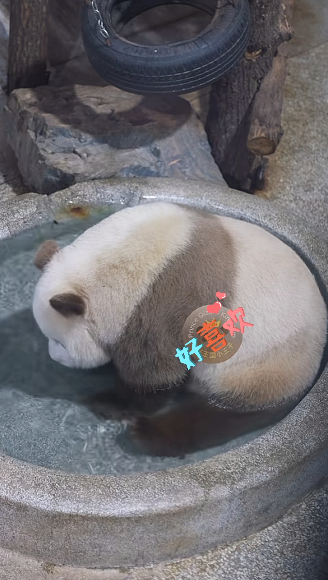 今天的七仔在清澈的水池映衬下, 毛发顺滑,显得干净极了