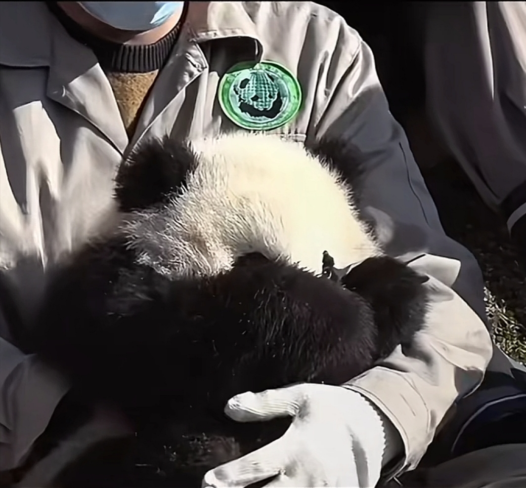 捂眼熊猫壁纸图片