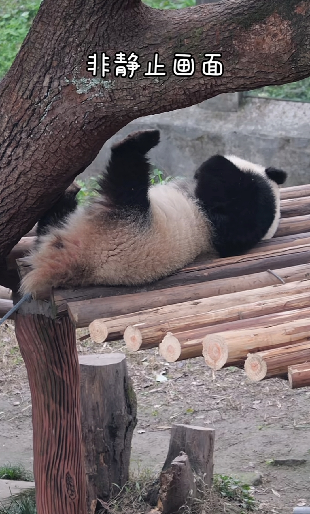 熊猫陪练=熊猫陪练为什么改名为小叶子