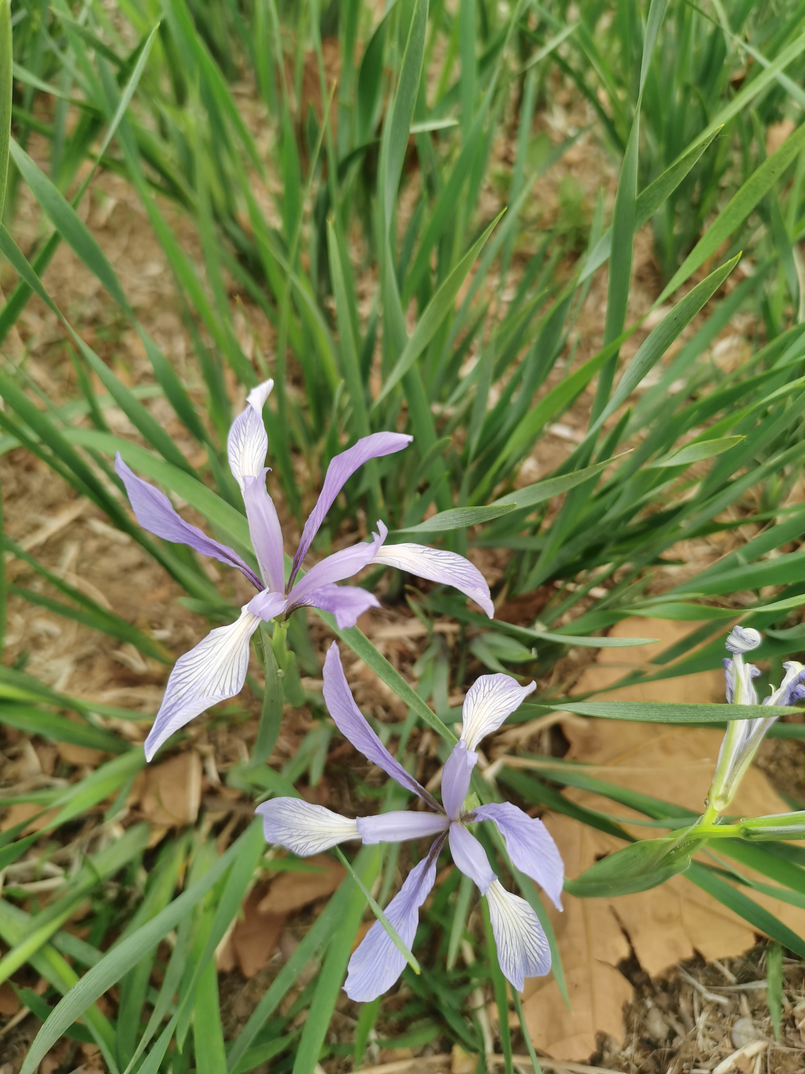 河北阜平马兰花图片