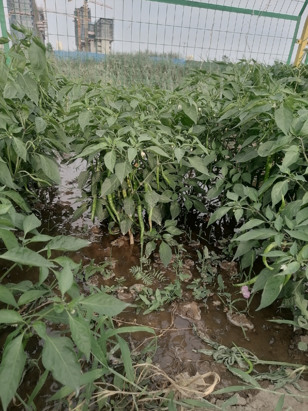 一张照片记录今天# 朋友圈的洪水过境,辣椒田里的坚强!