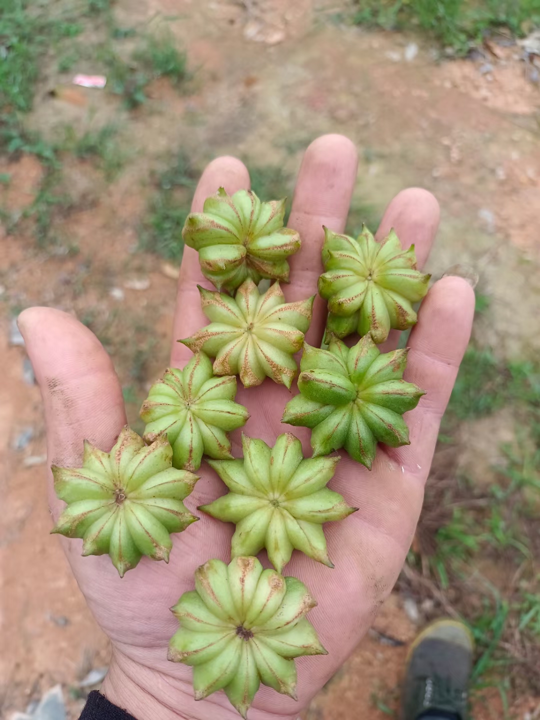 这八角香浓,让我不由自主地沉浸在宁静与和谐的氛围中