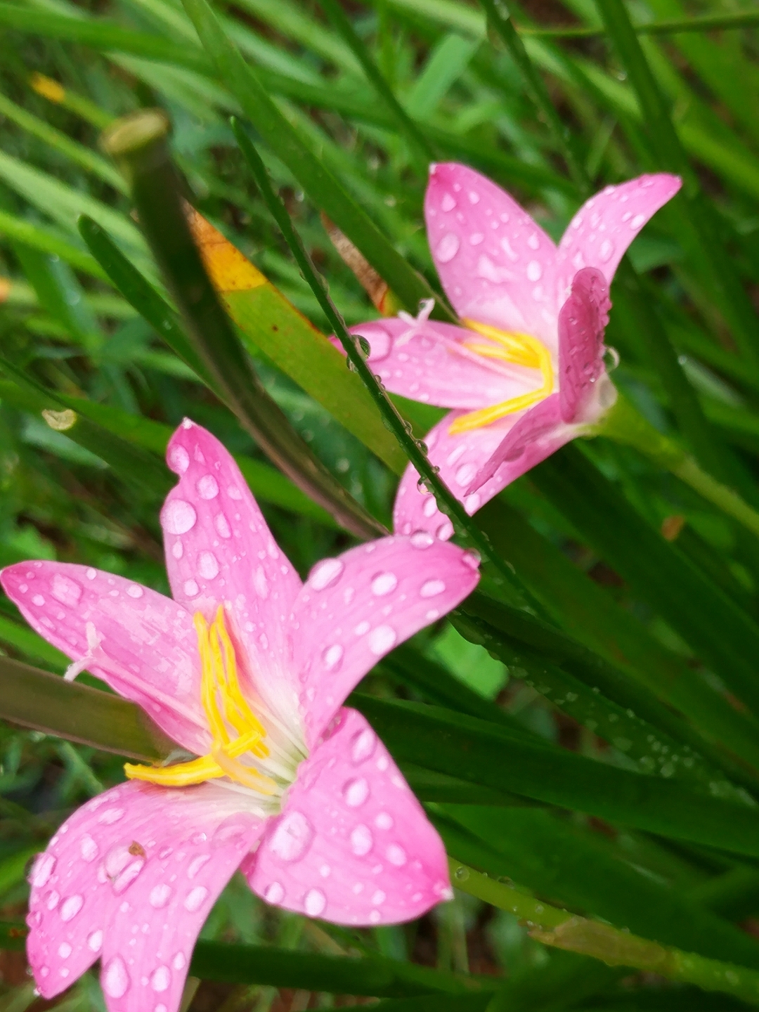 风雨兰图片 壁纸图片