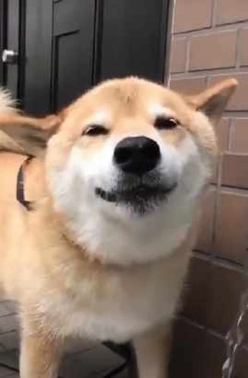 你们还记得17年的柴犬北登吗 ?