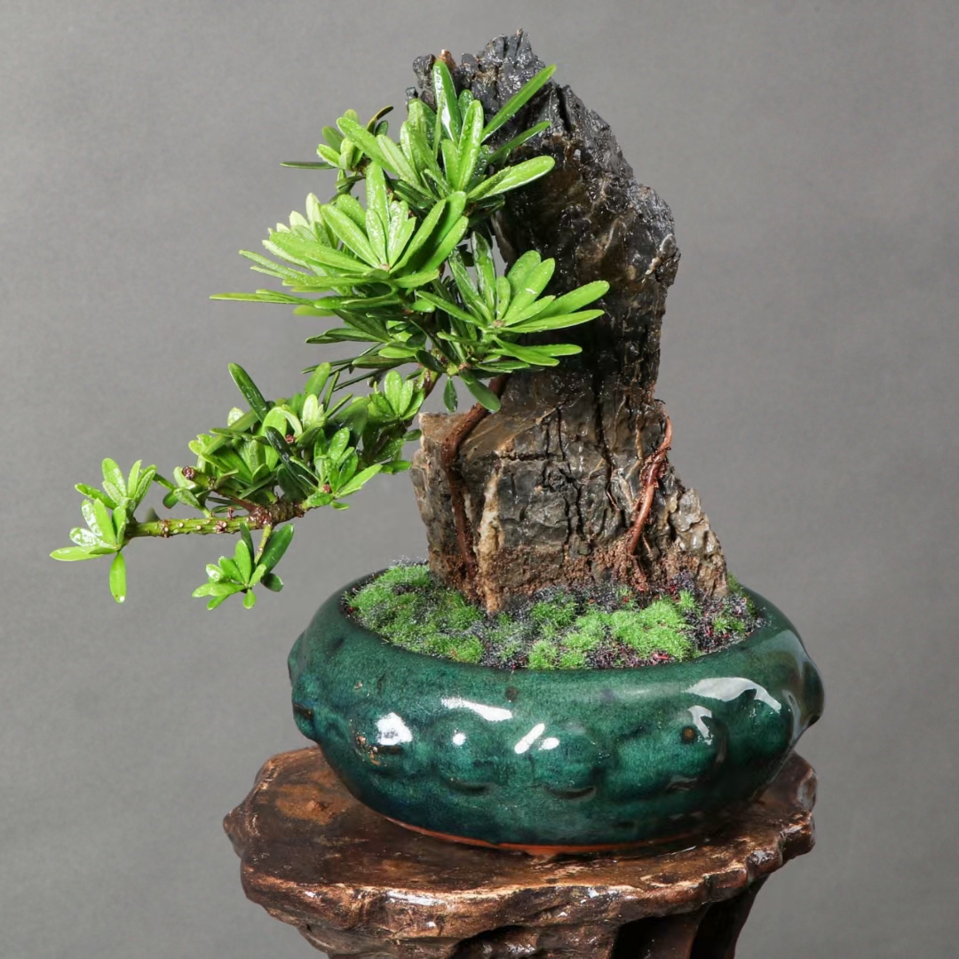 灵动式的抱石金钻罗汉松