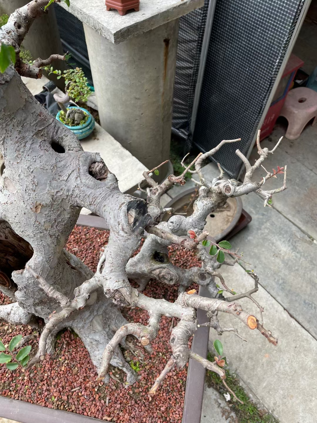 老榆树#植物# #盆景# #树桩盆景