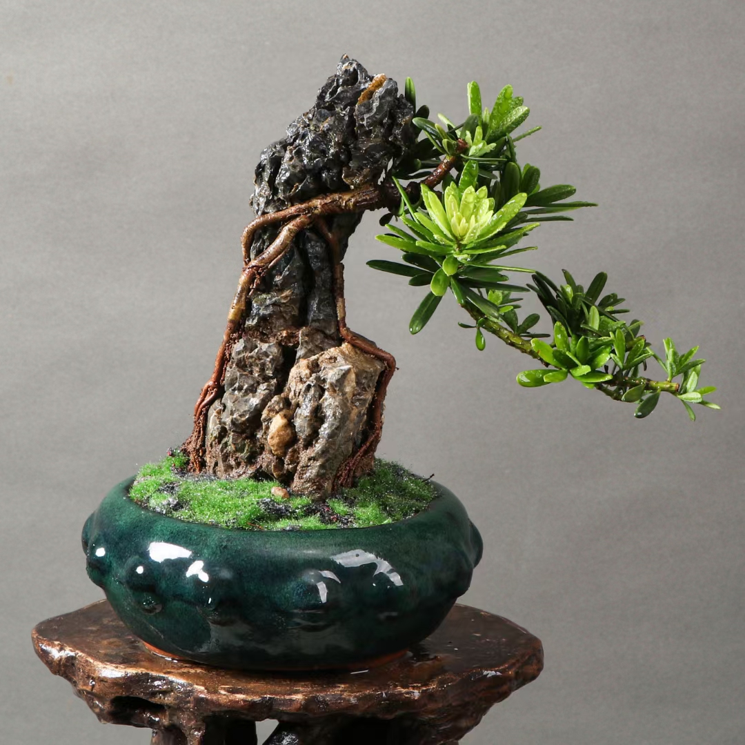 灵动式的抱石金钻罗汉松