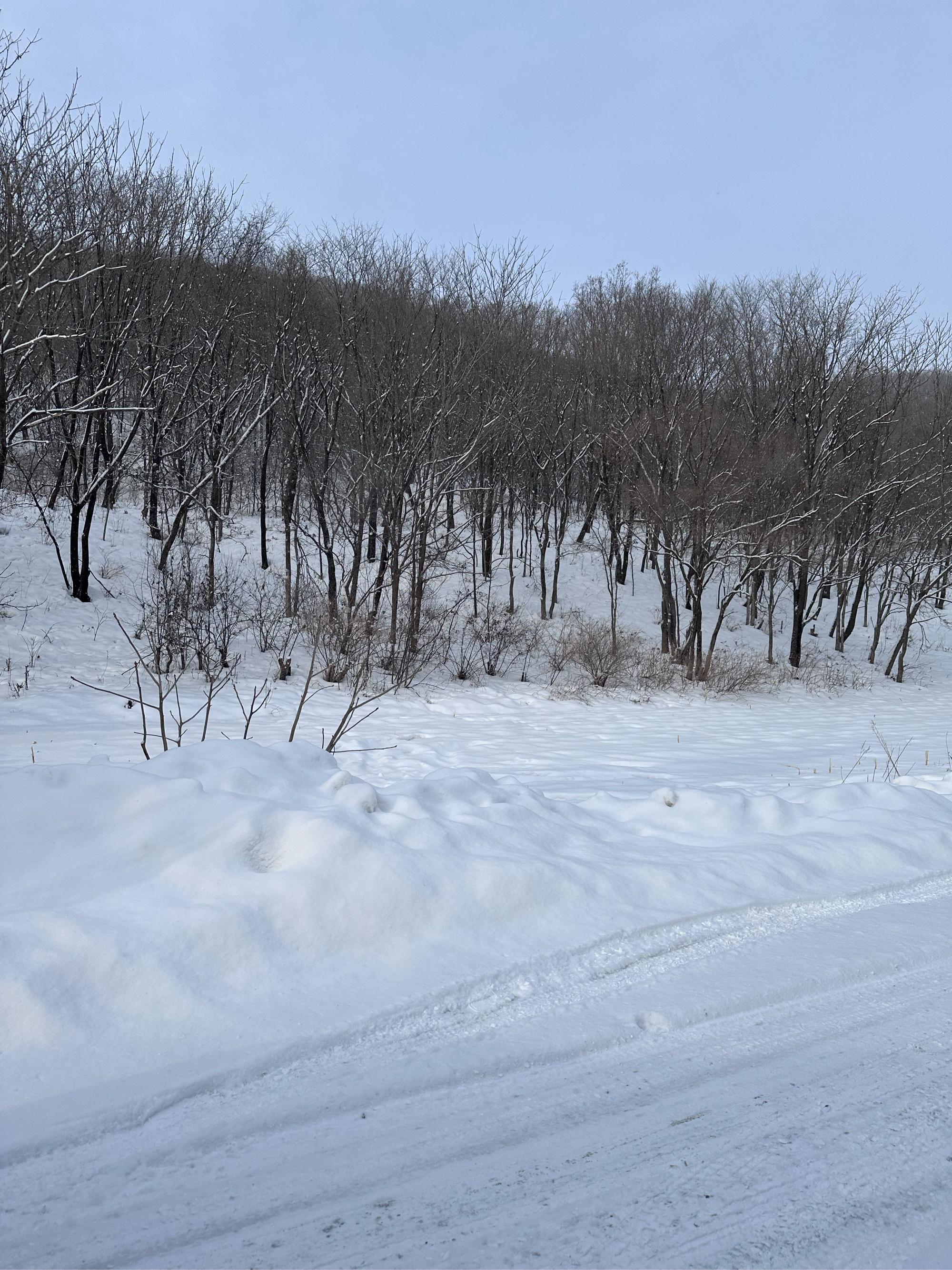 北方下雪的照片图片