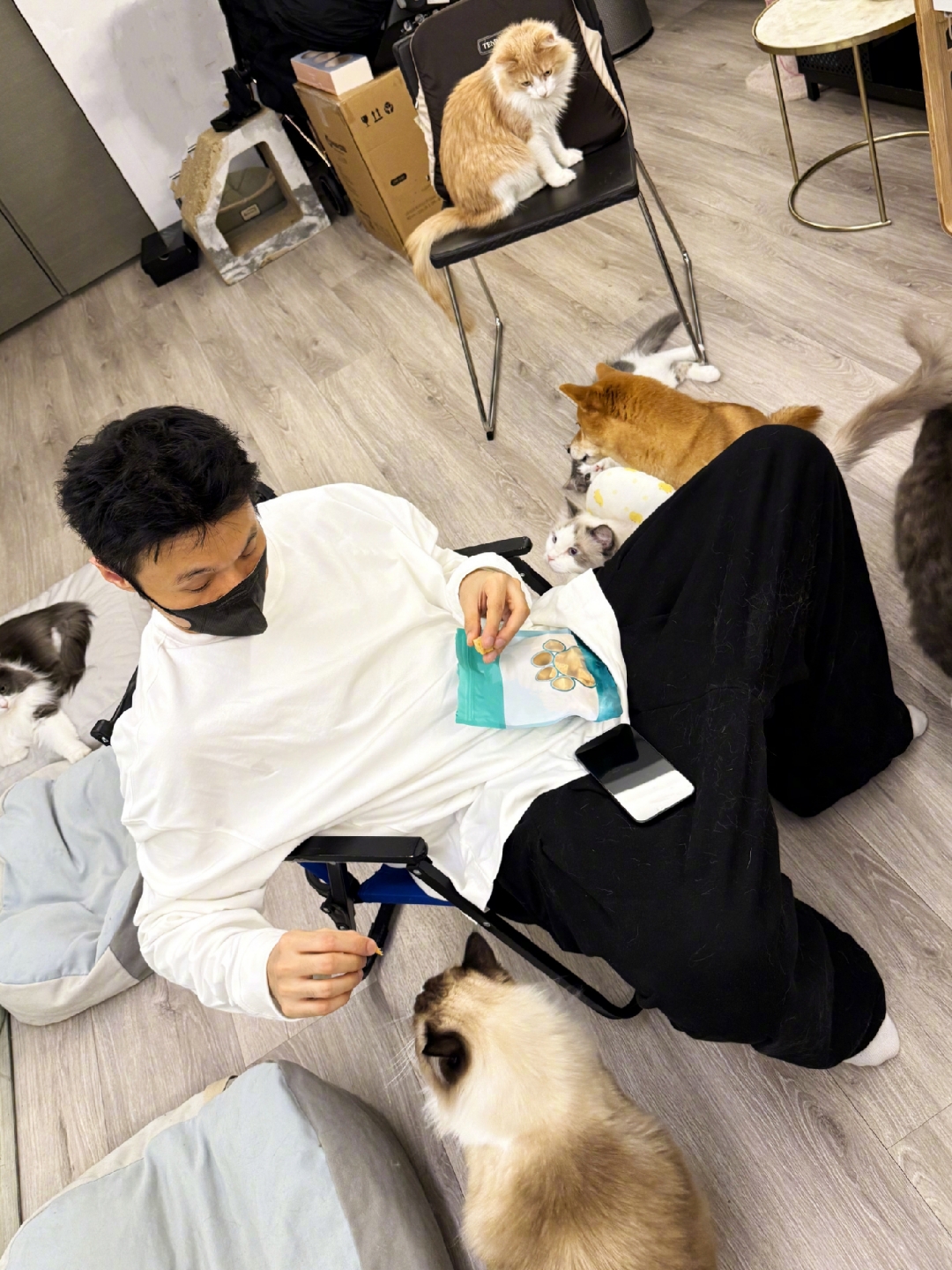 里就像一个动物园明星的宠物李荣浩猫表情包李荣浩动物养猫咪的明星