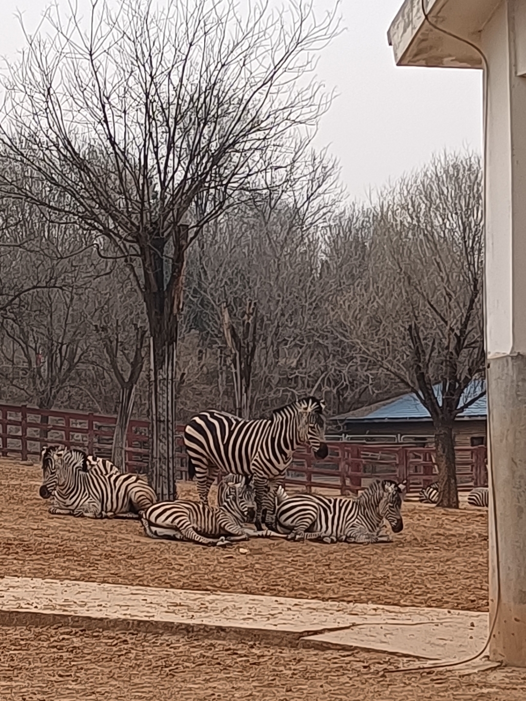 动物园里到处都是人.尤其是领着孩子的家长