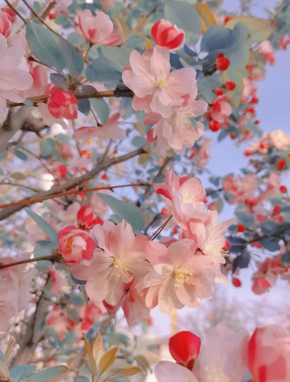 海棠花未眠 #壁纸##海棠花# #摄影#  cr:94rr不吃菠菜