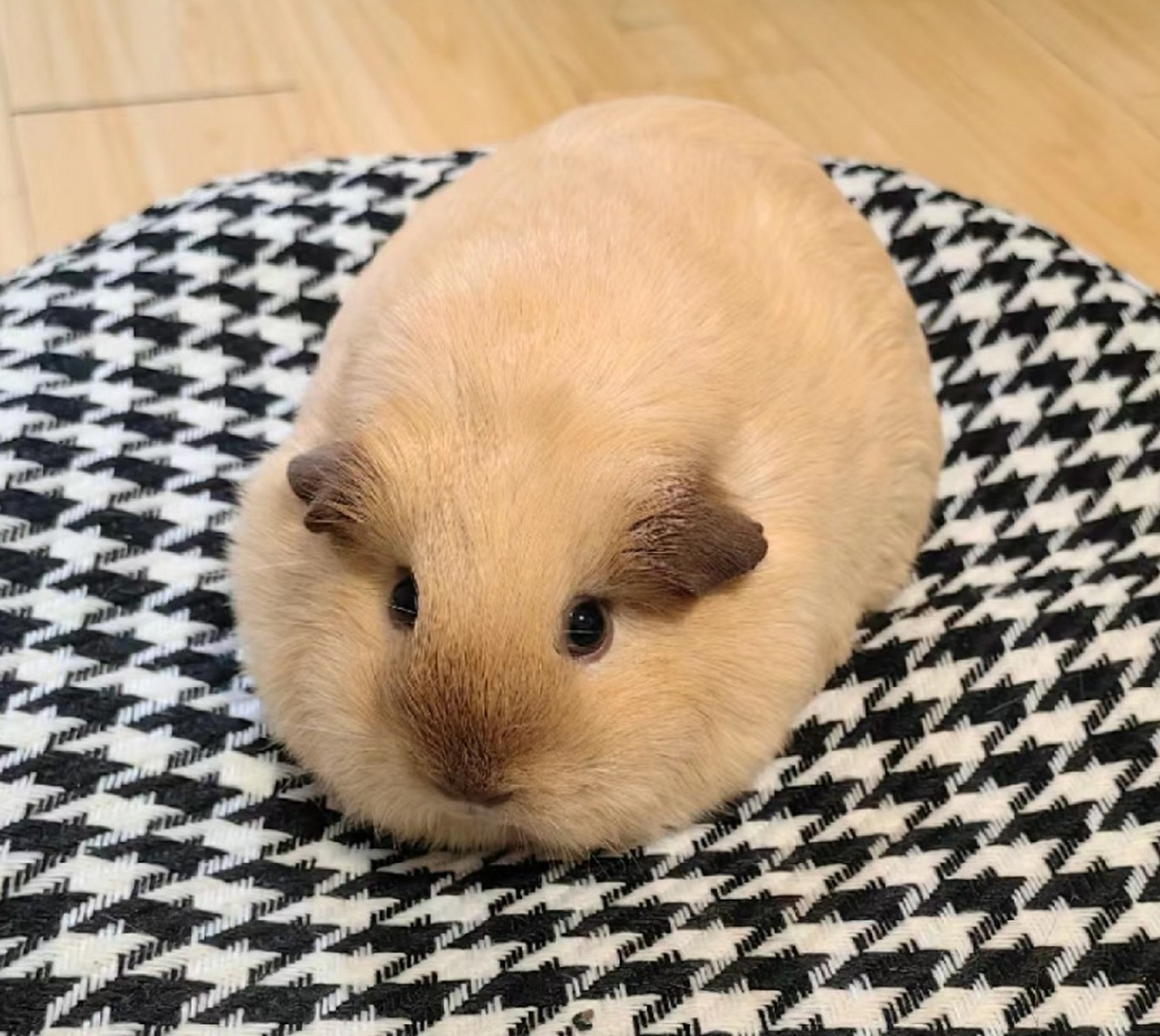 可爱荷兰猪头像 #头像##萌宠
