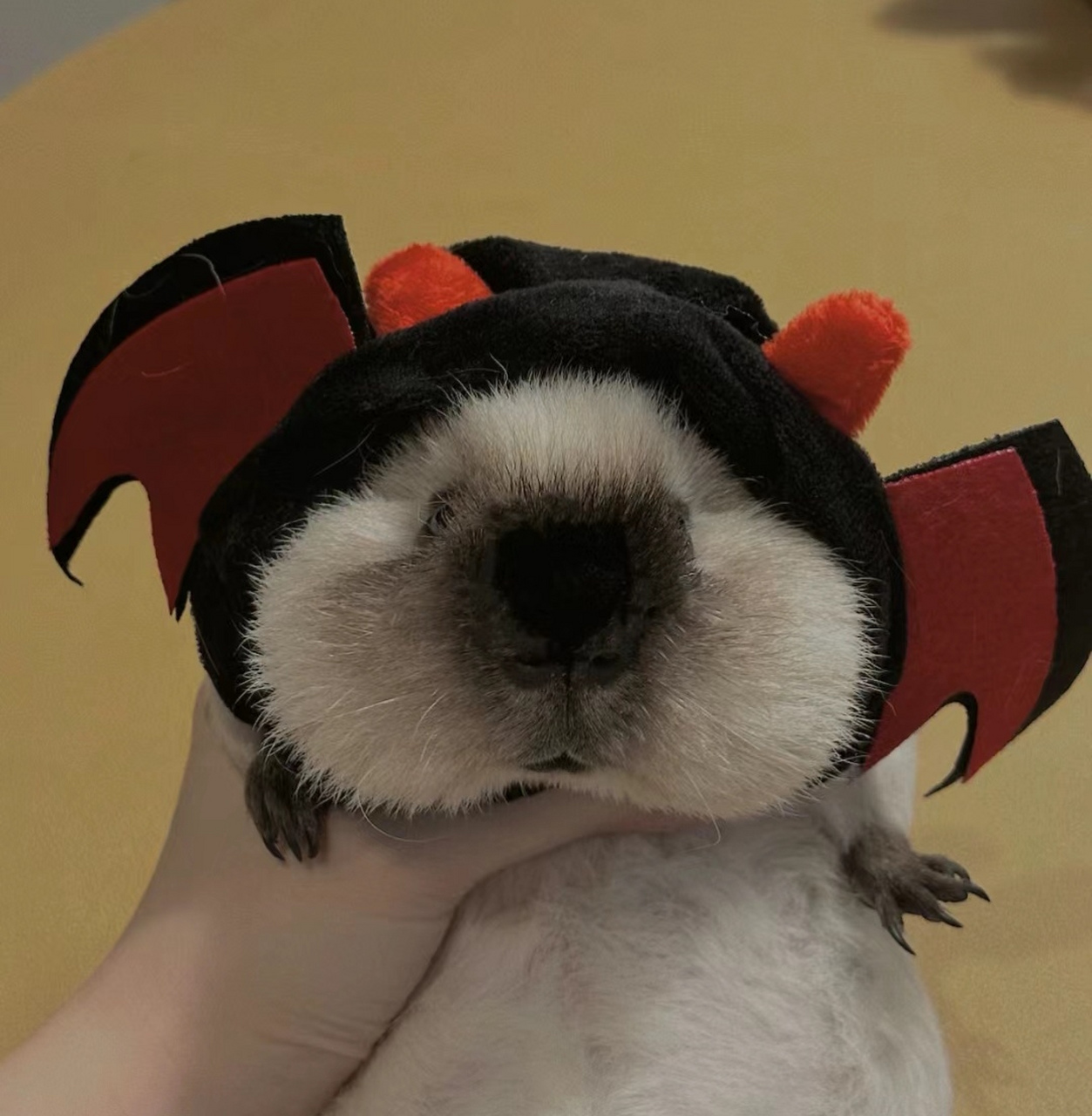 可爱荷兰猪头像 #头像##萌宠
