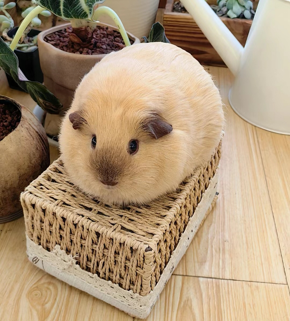 可爱荷兰猪头像 #头像##萌宠