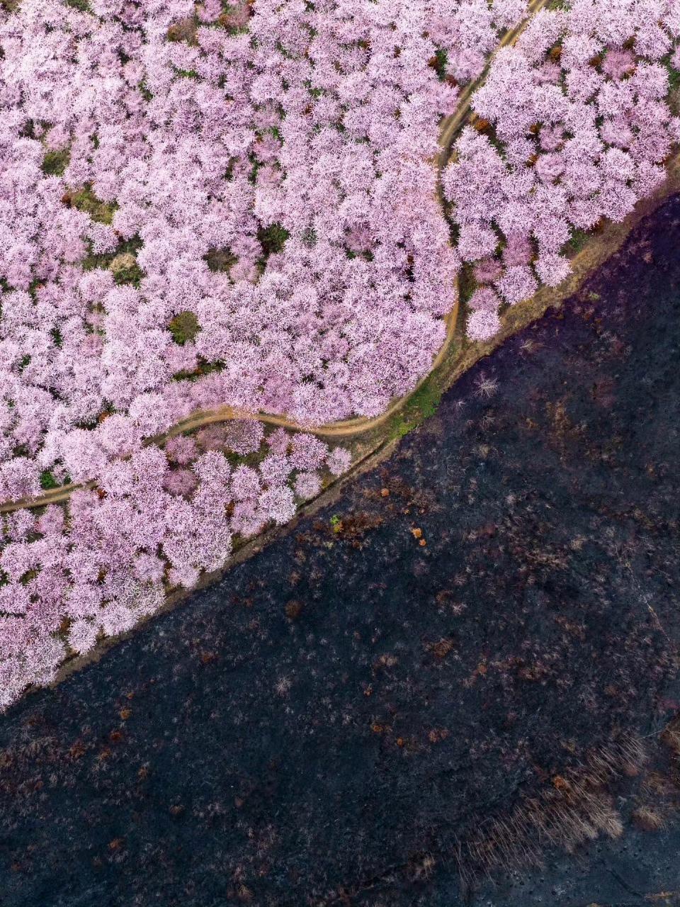 当春天的脚步渐近,和煦的春风轻拂大地,那些曾经被火焰炙烤的生命,便