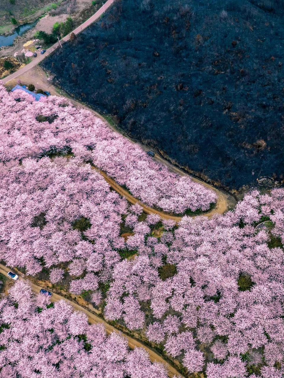 当春天的脚步渐近,和煦的春风轻拂大地,那些曾经被火焰炙烤的生命,便