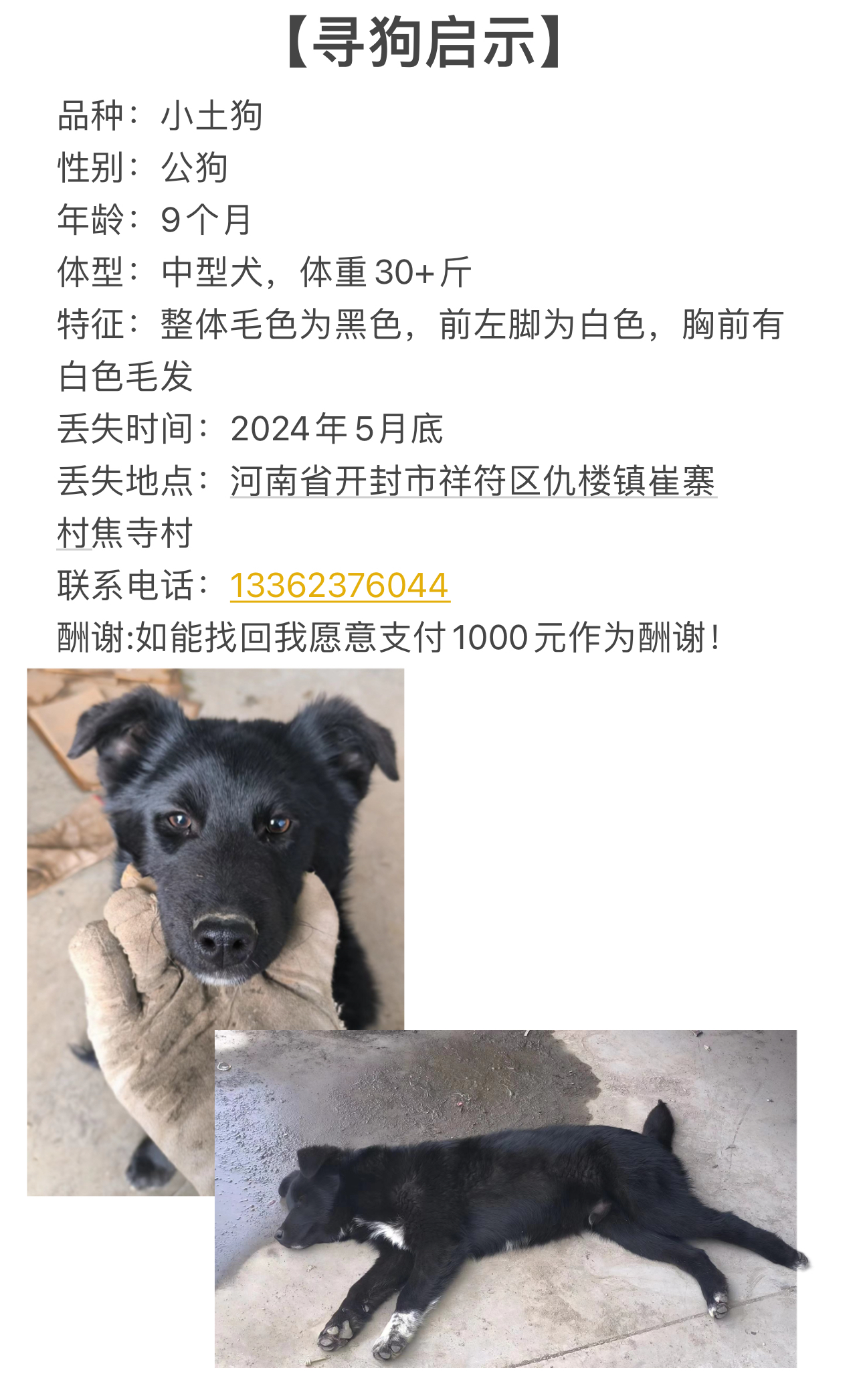 品种 小土狗 性别 公狗 年龄 9个月 体型 中型犬