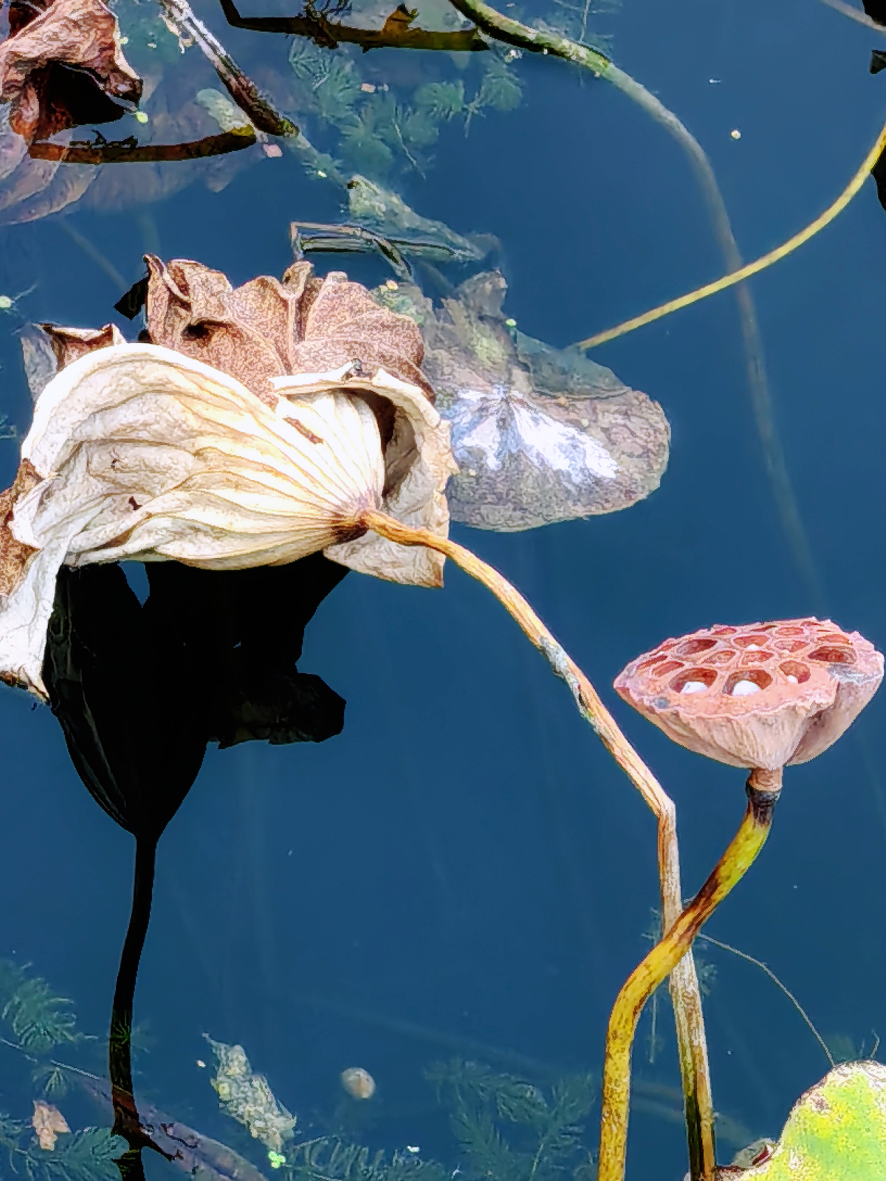 当秋风携着丝丝凉意拂过,那曾经满池的娇艳荷花