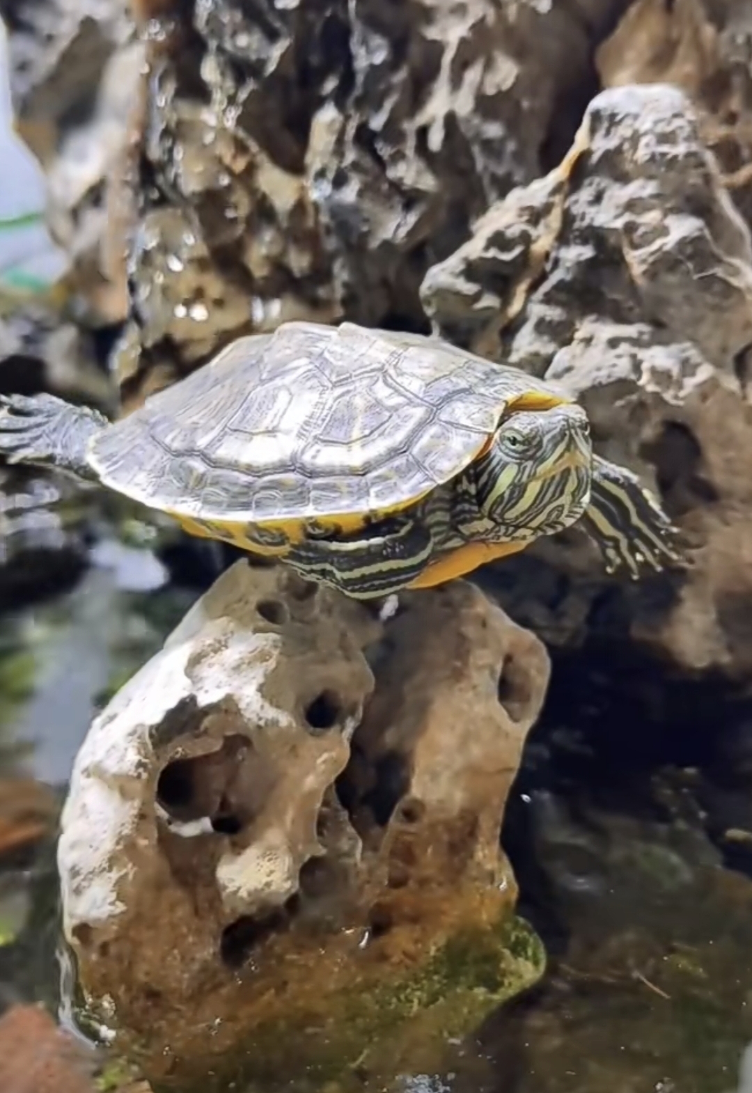 看到这只黄绿色的小乌龟,我就被它深深吸引了!