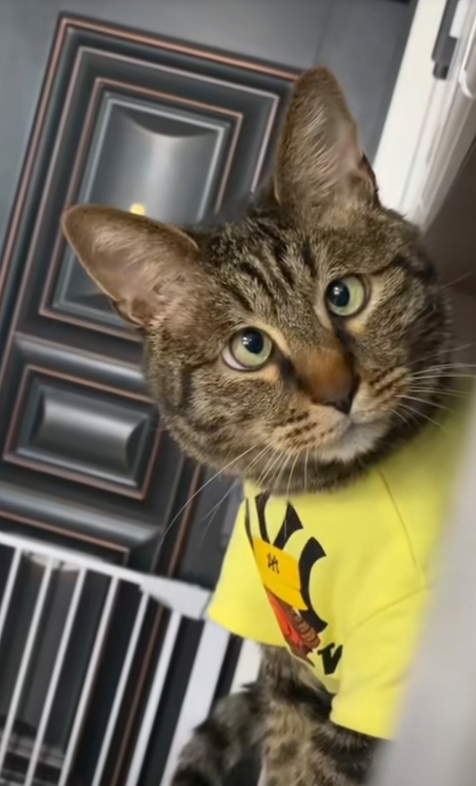 关键是这样会对眼的猫也是世上独一无二的吧!