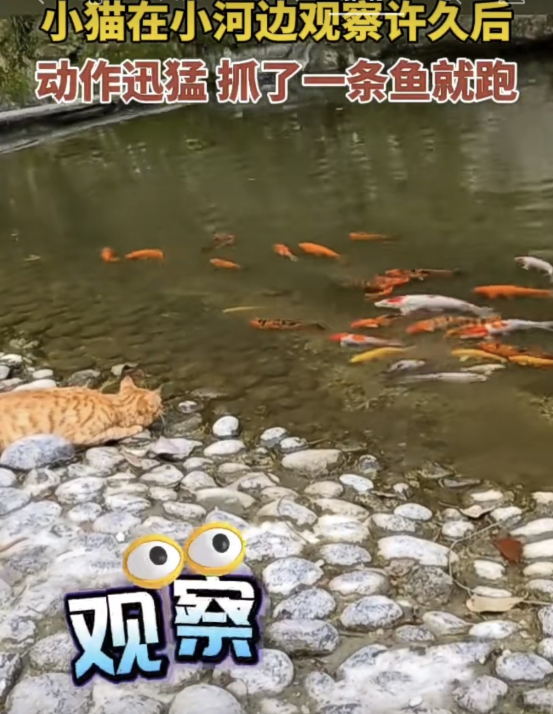猫走到池塘边"我抓哪只当今天的午餐好呢!
