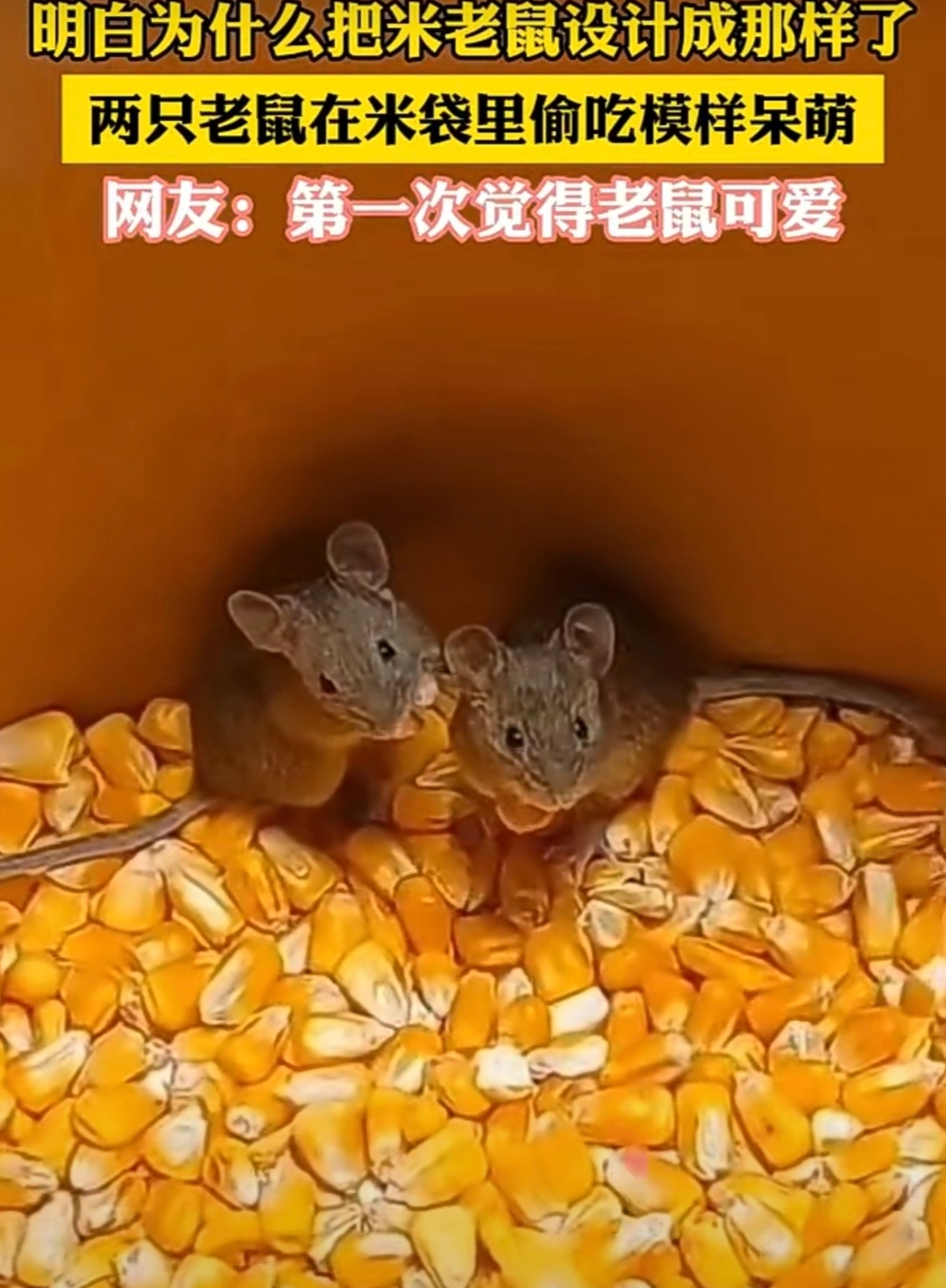 两只小老鼠在玉米堆里偷吃,被我抓个正着!