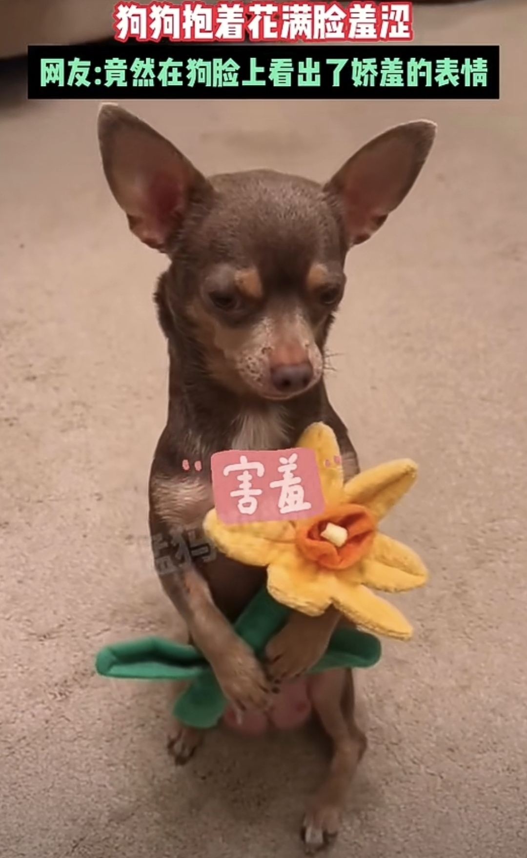 狗狗害羞模样可爱,真是个小宝贝呢!
