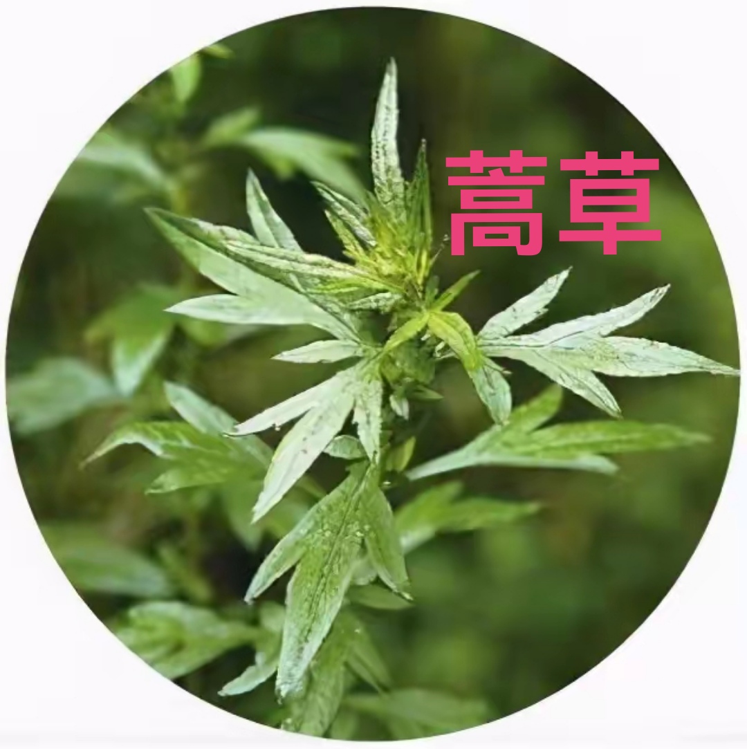 端午节时门上要倒挂艾草,但很多人分不清艾草和蒿草.