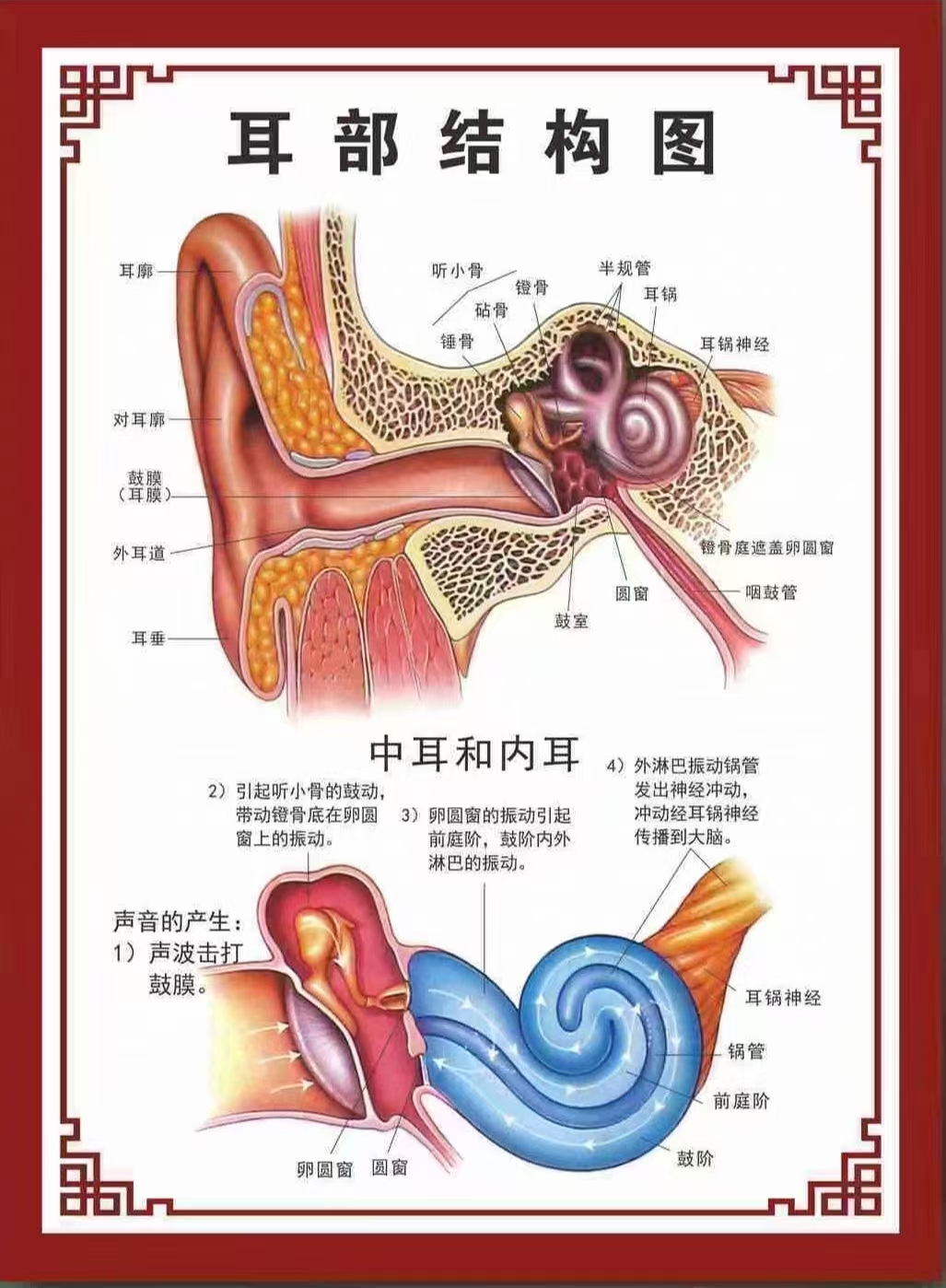 耳朵神经示意图图片