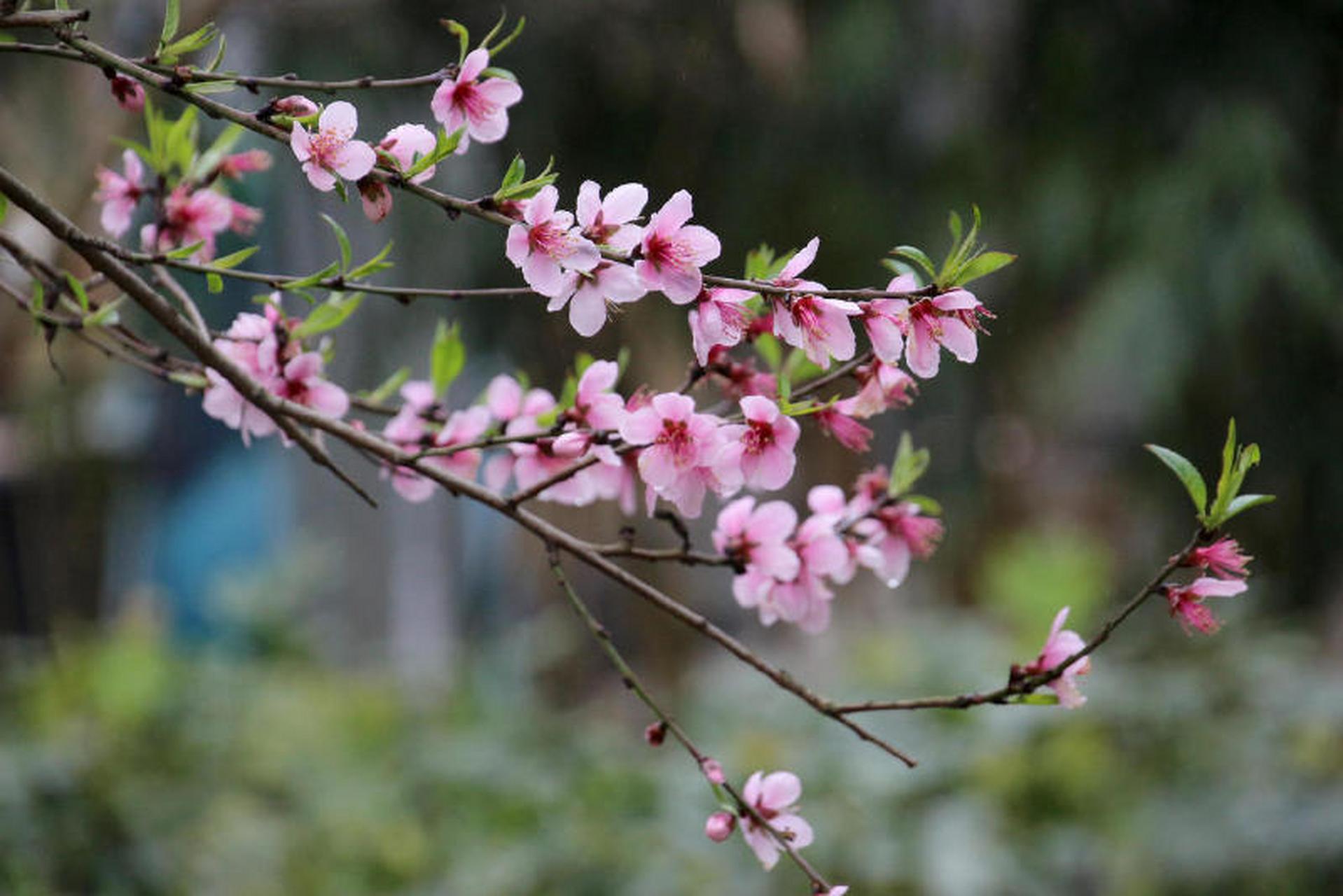 灵气桃花壁纸图片