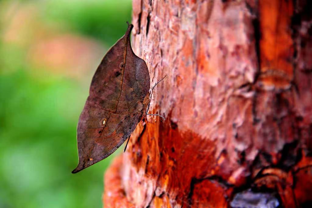 天,在电脑上整理十七八年来的照片资料,发观了四張少见的中华枯叶蝶